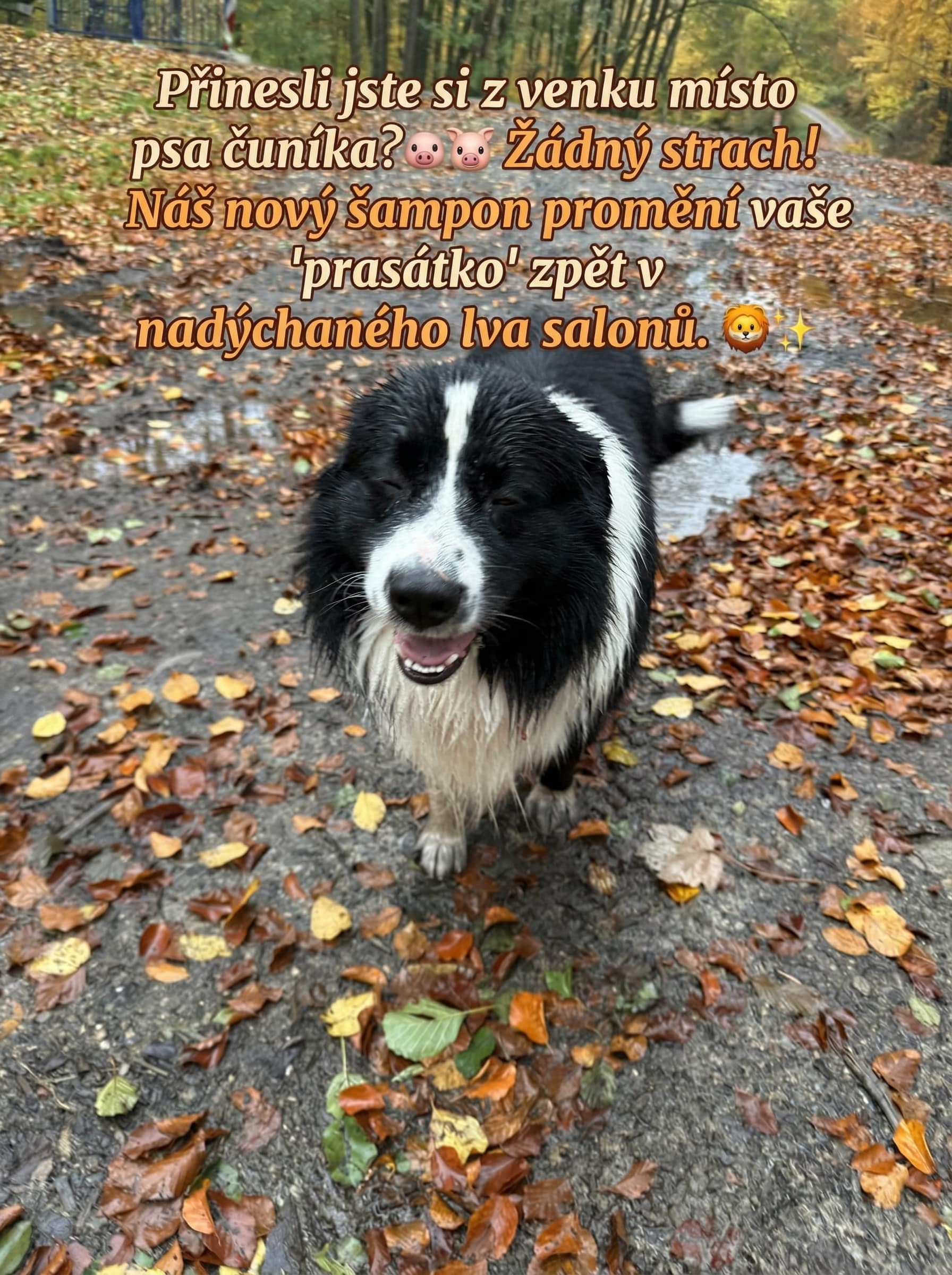 pes s textem vygenerovaný pomocí AI editee